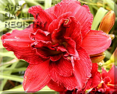 Chautauqua Cranberry Sherbet AHS image