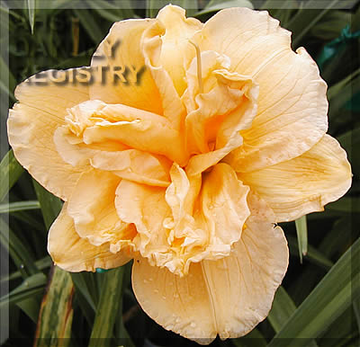 Chautauqua Orange Sherbet AHS image