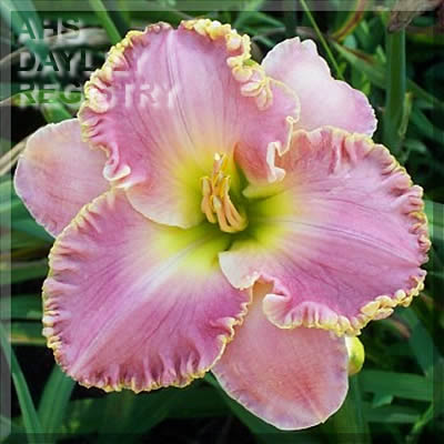 Awaba Pink Jewel