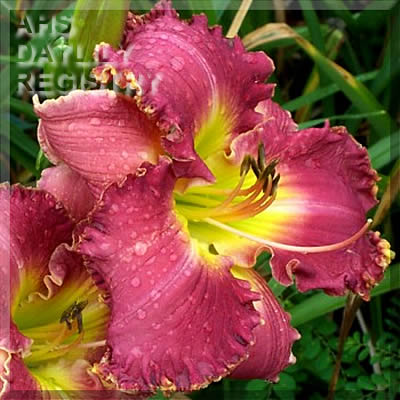 Awaba Rose Elegance AHS image
