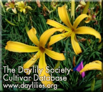 Yellow Stinger AHS image