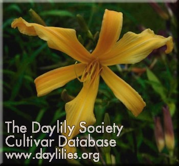 Yellow Pygmy AHS image