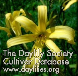 Yellow Hornet AHS image