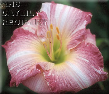 Lovely Margie AHS image
