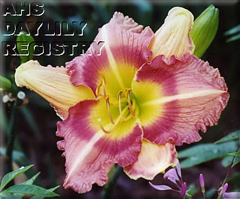 Kentucky Darling AHS image