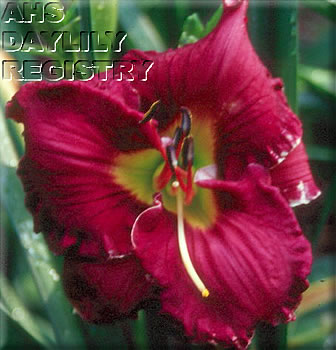 Harmony Purple Pleasure AHS image