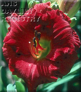 Harmony Seldom Seen AHS image