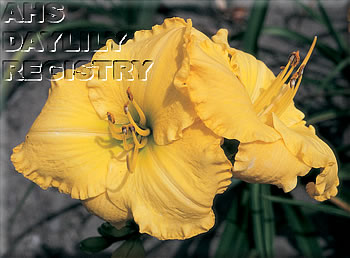 Hayfield Happiness AHS image