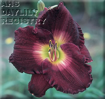 Hayfield Midnight AHS image