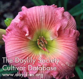 Elegant Pink Beauty AHS image