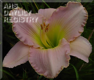 Tears from Heaven AHS image