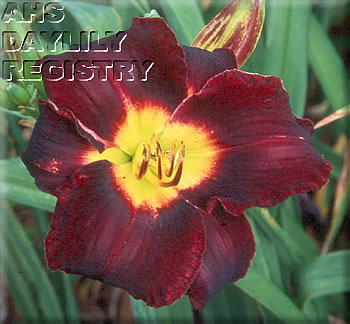 Avante L'aurore AHS image