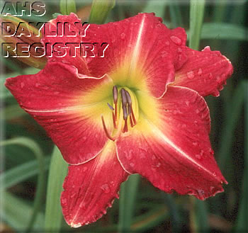 Raspberry Starburst AHS image