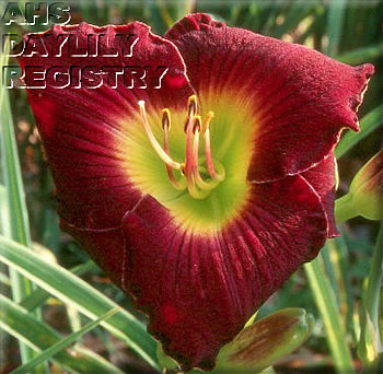 Westfield Morning Delight AHS image