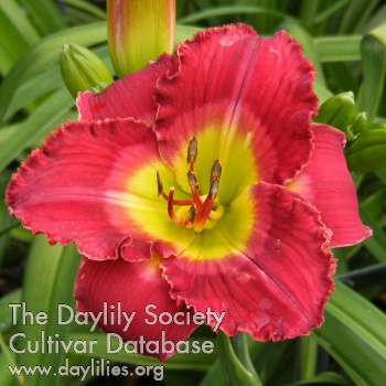 Spring Sensation AHS image