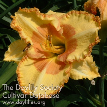 Irresistible Charm AHS image
