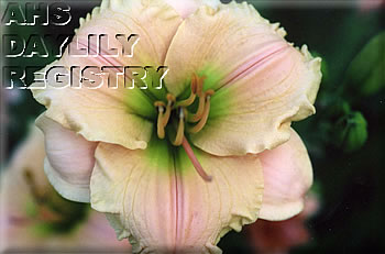Martha Koehler Memorial AHS image
