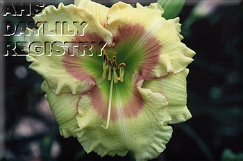 Brookwood Grande's Baby AHS image