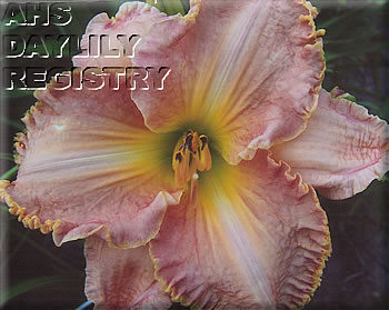 Betsie River Velma's Love AHS image