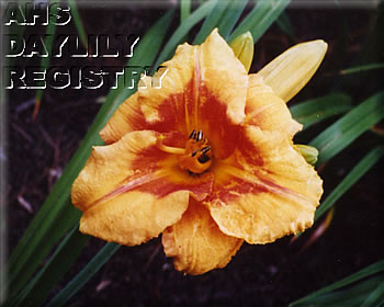 Jolie Maggie AHS image