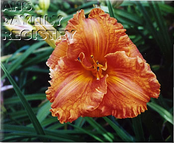 Gigue Des Potirons AHS image