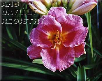 Farandole AHS image