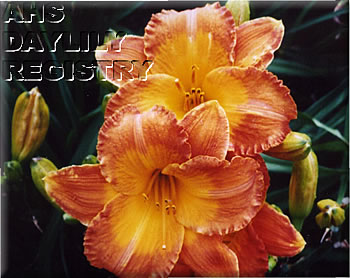 Coeur de Lola AHS image