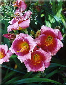 Bécot d'angelot AHS image