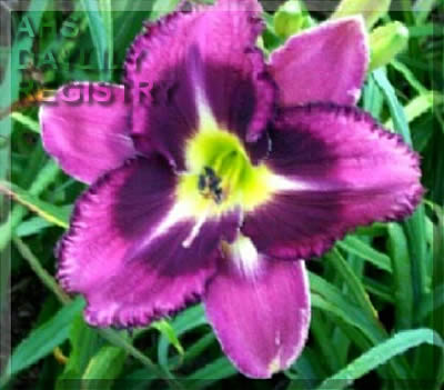 Betty Anthony AHS image