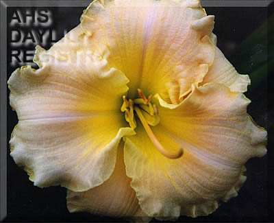 Pearlessence of Pink AHS image