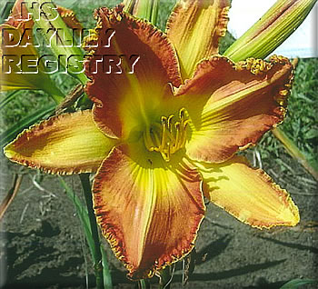 Area Fifty One AHS image