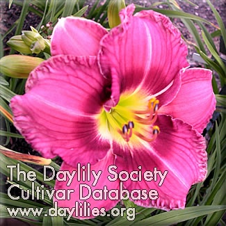 Candle of Love AHS image