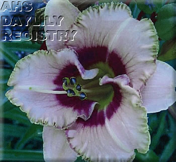 Deco Sweetness AHS image
