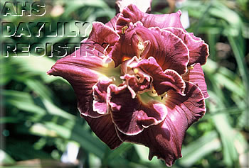 Royal Sceptre AHS image