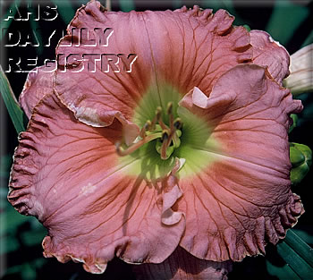 Rose Symmetry AHS image