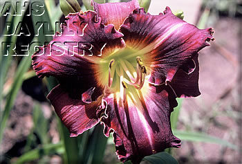 Purple Fantasia AHS image
