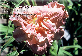 Grand Symphony AHS image