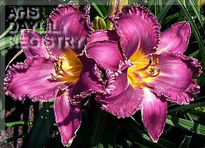 Asheville Bele Chere AHS image