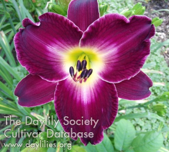 Shirley's Pick AHS image