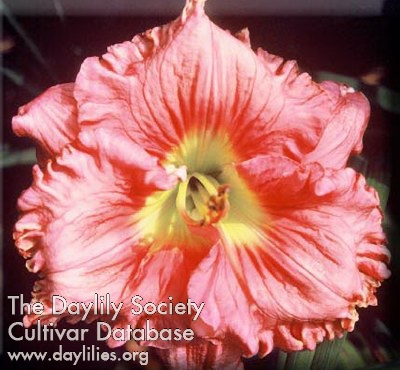 Frilly Rose Glow AHS image