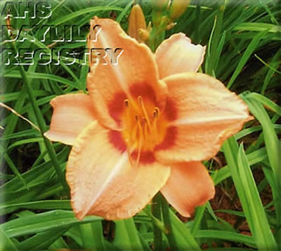 Chelseas Joy AHS image