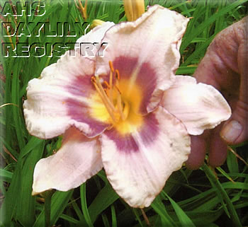 Lady Brandy AHS image