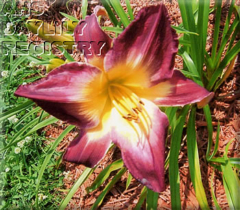 Twisted Purple AHS image