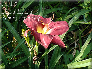 Florham Great Days AHS image
