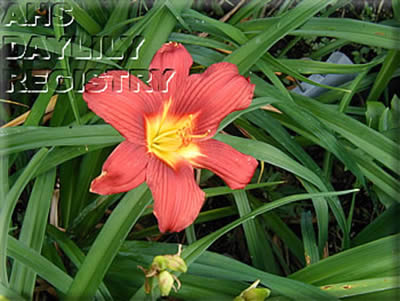 Florham Red Star AHS image