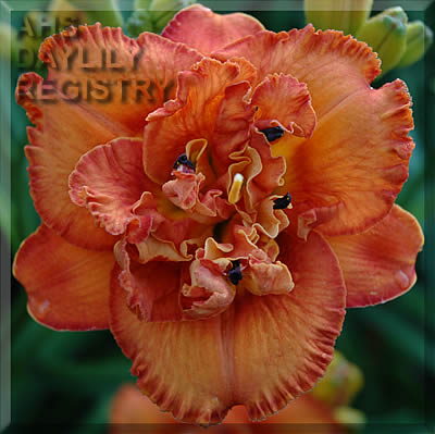 Awesome Luck AHS image