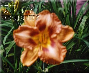Linda Culbreth AHS image