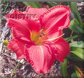 Catherine Tharpe AHS image