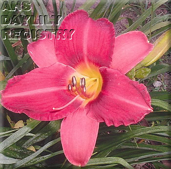 Eileen Flavin AHS image