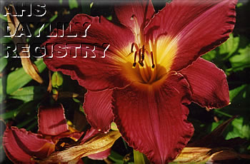 Gold City Olive AHS image